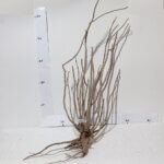 Raíz / Tronco Curado para Acuario N° 303 L