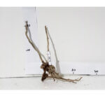 Raíz / Tronco Curado para Acuario N° 310 S