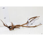 Raíz / Tronco Curado para Acuario N° 336 M