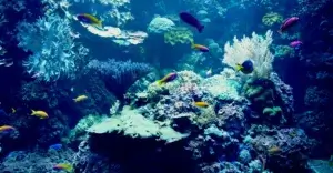 Guía completa de principios del acuarismo para principiantes y expertos.